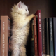 cat playing on bookshelf
